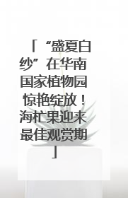 “盛夏白纱”在华南国家植物园惊艳绽放！海杧果迎来最佳观赏期