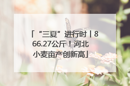 “三夏”进行时丨866.27公斤！河北小麦亩产创新高