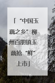 “中国玉藕之乡”柳州百朋镇玉藕抢“鲜”上市