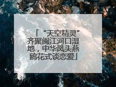 “天空精灵”齐聚闽江河口湿地，中华凤头燕鸥花式谈恋爱