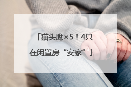 猫头鹰×5！4只在闲置房“安家”