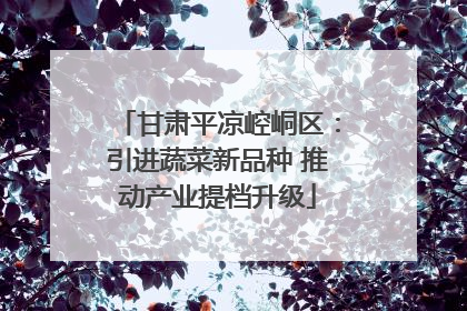 甘肃平凉崆峒区：引进蔬菜新品种 推动产业提档升级