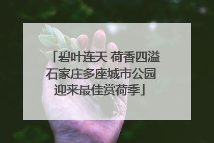 碧叶连天 荷香四溢 石家庄多座城市公园迎来最佳赏荷季