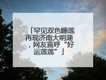 罕见双色睡莲再现济南大明湖，网友直呼“好运莲莲”