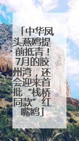 中华凤头燕鸥提前抵青！7月的胶州湾，还会迎来首批“栈桥同款”红嘴鸥