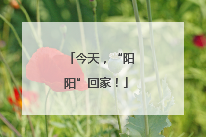 今天，“阳阳”回家！