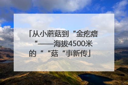 从小蘑菇到“金疙瘩“——海拔4500米的““菇“事新传