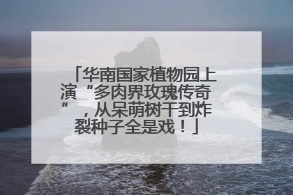 华南国家植物园上演“多肉界玫瑰传奇”，从呆萌树干到炸裂种子全是戏！