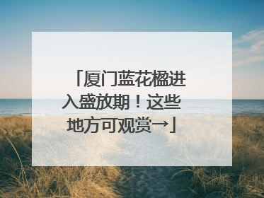 厦门蓝花楹进入盛放期！这些地方可观赏→