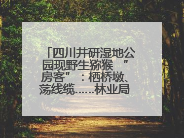 四川井研湿地公园现野生猕猴 “房客”：栖桥墩、荡线缆……林业局：已“请”到救助站，将放归自然