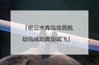 密云水库鸟岛首批幼鸟成功离巢试飞