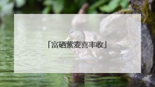 富硒紫麦喜丰收