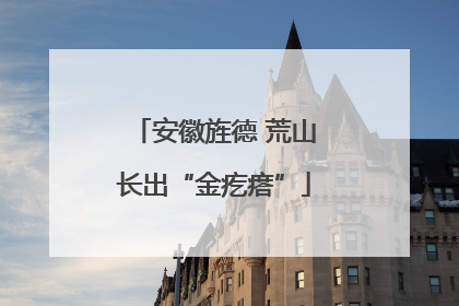安徽旌德 荒山长出“金疙瘩”