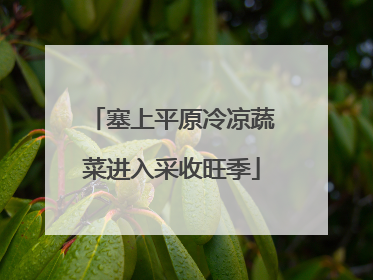 塞上平原冷凉蔬菜进入采收旺季
