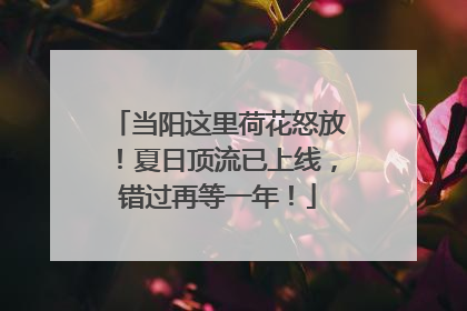 当阳这里荷花怒放！夏日顶流已上线，错过再等一年！