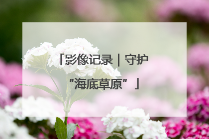 影像记录｜守护“海底草原”