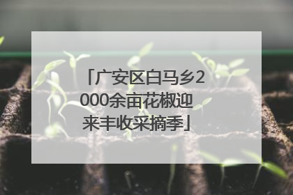 广安区白马乡2000余亩花椒迎来丰收采摘季