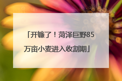 开镰了！菏泽巨野85万亩小麦进入收割期