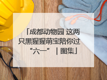 成都动物园 这两只黑猩猩萌宝陪你过“六一”｜图集