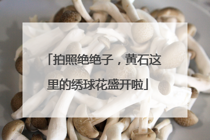 拍照绝绝子，黄石这里的绣球花盛开啦