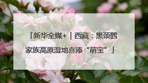 新华全媒+｜西藏：黑颈鹤家族高原湿地喜添“萌宝”