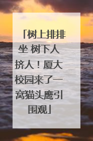 树上排排坐 树下人挤人！厦大校园来了一窝猫头鹰引围观