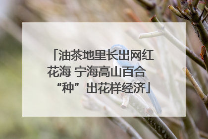 油茶地里长出网红花海 宁海高山百合“种”出花样经济