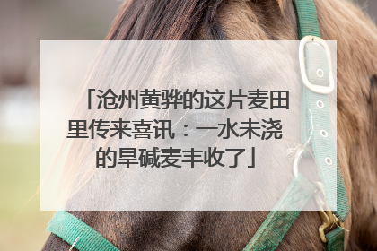 沧州黄骅的这片麦田里传来喜讯：一水未浇的旱碱麦丰收了