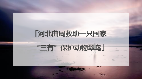 河北曲周救助一只国家“三有”保护动物翠鸟