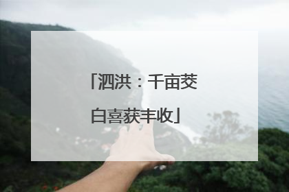 泗洪：千亩茭白喜获丰收