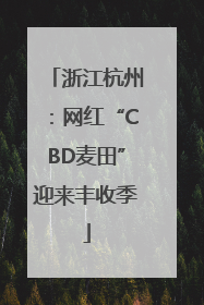浙江杭州：网红“CBD麦田”迎来丰收季