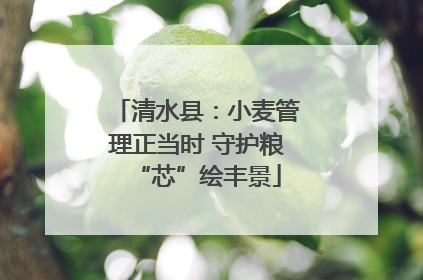 清水县：小麦管理正当时 守护粮“芯”绘丰景