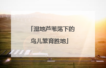 湿地芦苇荡下的鸟儿繁育胜地