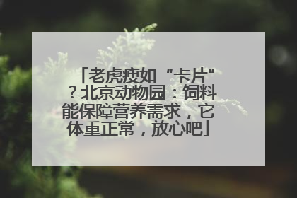 老虎瘦如“卡片”？北京动物园：饲料能保障营养需求，它体重正常，放心吧