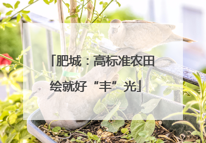 肥城：高标准农田绘就好“丰”光