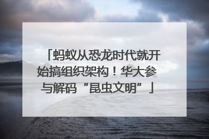 蚂蚁从恐龙时代就开始搞组织架构！华大参与解码“昆虫文明”