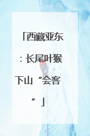 西藏亚东：长尾叶猴下山“会客”