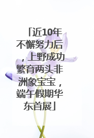 近10年不懈努力后，上野成功繁育两头非洲象宝宝，端午假期华东首展