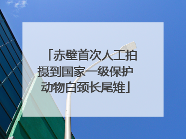 赤壁首次人工拍摄到国家一级保护动物白颈长尾雉
