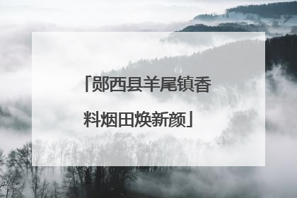 郧西县羊尾镇香料烟田焕新颜