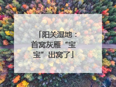 阳关湿地：首窝灰雁“宝宝”出窝了