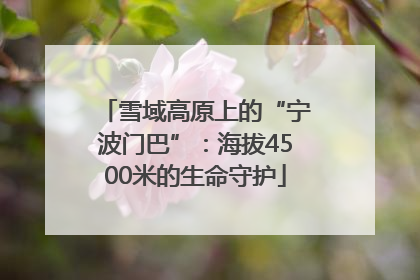雪域高原上的“宁波门巴”：海拔4500米的生命守护
