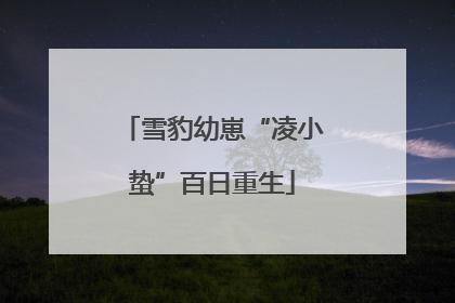 雪豹幼崽“凌小蛰”百日重生