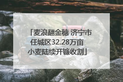 麦浪翻金穗 济宁市任城区32.28万亩小麦陆续开镰收割