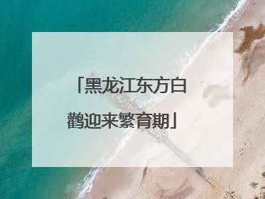 黑龙江东方白鹳迎来繁育期