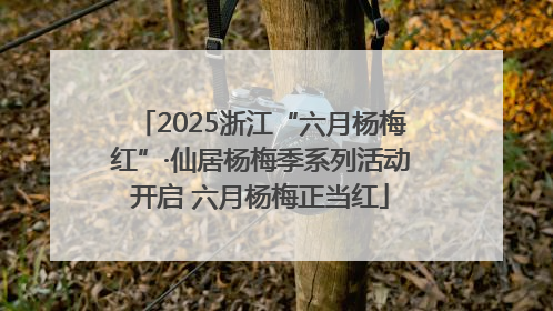 2025浙江“六月杨梅红”·仙居杨梅季系列活动开启 六月杨梅正当红
